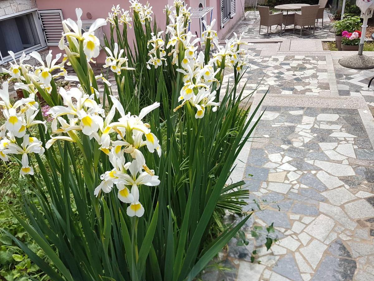 Apartments Ella Rovinj Zewnętrze zdjęcie