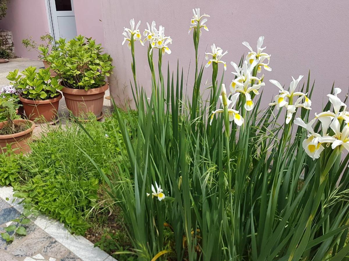 Apartments Ella Rovinj Zewnętrze zdjęcie