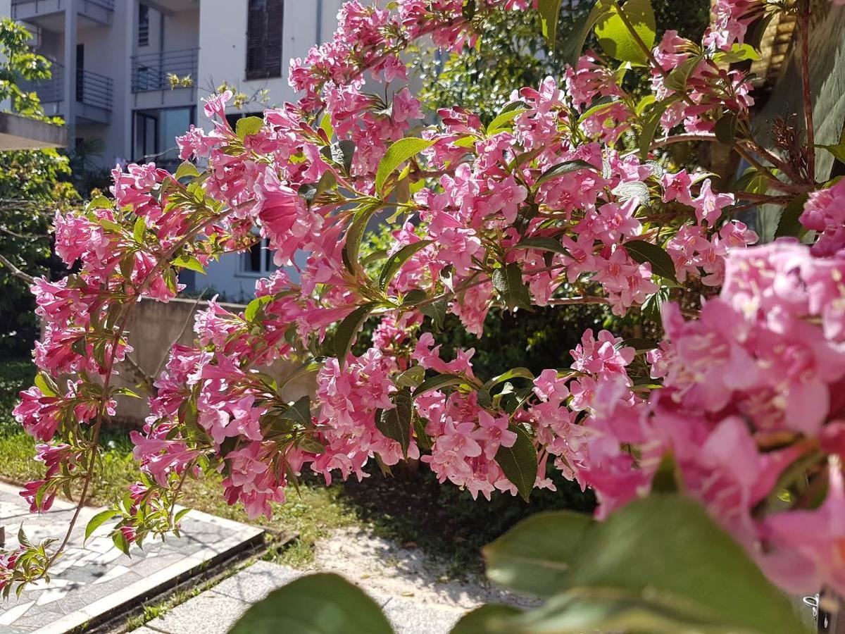 Apartments Ella Rovinj Zewnętrze zdjęcie